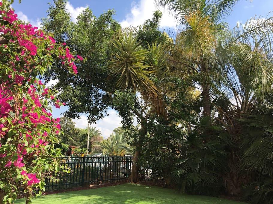 Pool & Garden Lejlighedshotel Rehovot Eksteriør billede